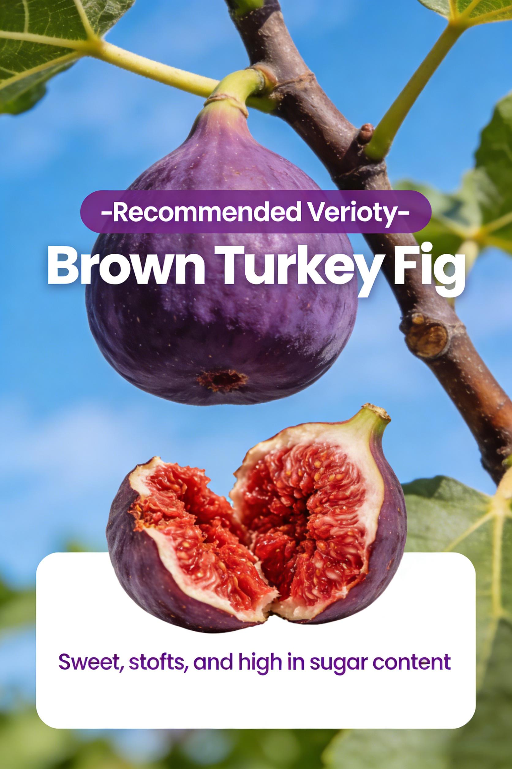 Heirloom Non-GMO Fig Tree Live Seedling – Fast Growing Perennial Fruit Tree for Outdoor Garden, Patio, Container & Yard, Easy to Grow, Great for Beginners & Home Orchard Heirloom Non-GMO Fig Tree Live Seedling – Fast Growing Perennial Fruit Tree for Outdoor Garden, Patio, Container & Yard, Easy to Grow, Great for Beginners & Home Orchard