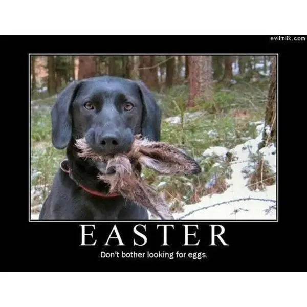 "Happy Easter" Dog & Puppy Gift Box!  Now Available Year Round!
