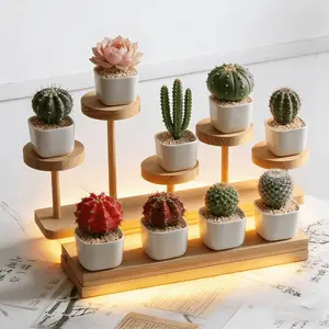 Cactus combination pack of 8 plants, no duplicate varieties, bare roots, drought tolerance, home balcony decoration succulent plants, fresh delivery, suitable for beginners