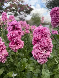 Stock Champagne Rose seeds