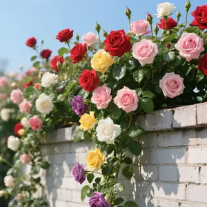 Climbing Rose Vines (Rambling Roses) Heirloom and rare varieties ideal for home gardens, non-GMO, easy to grow, and long-blooming perennial flowers. Suitable for cultivation in small gardens, patios, balconies, and indoors.