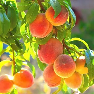 10 Pcs Peach Tree Seeds – Sweet Juicy Fruit, Easy to Grow for Home Orchards & Backyard Gardens