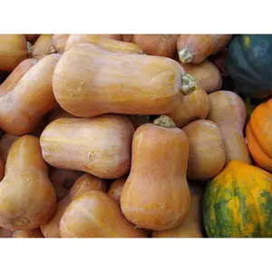 Honeynut Butternut Squash Seeds