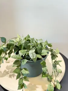 4'' Hoya Eskimo