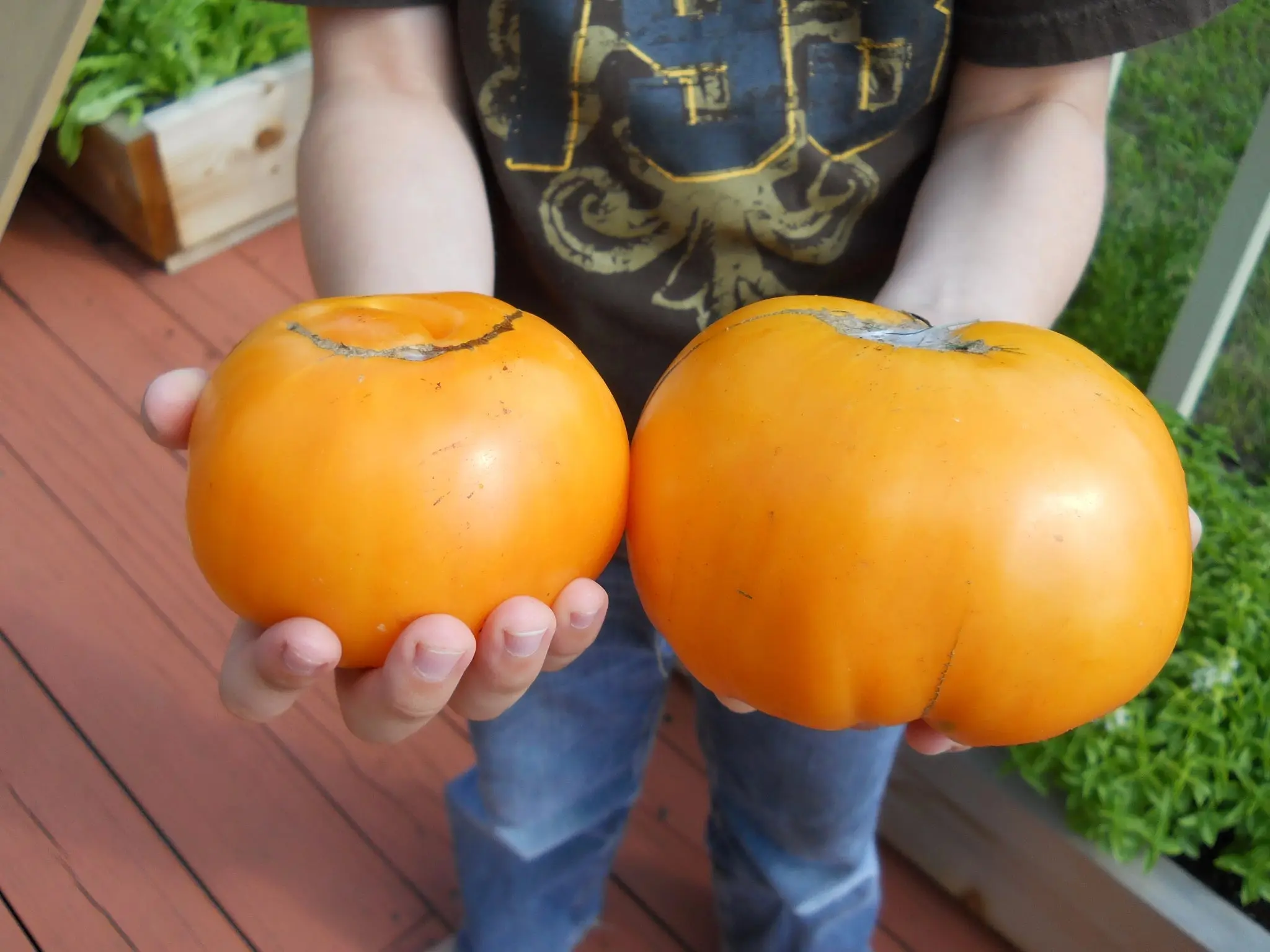 Orange Kentucky Beefsteak Tomato - 25+ seeds