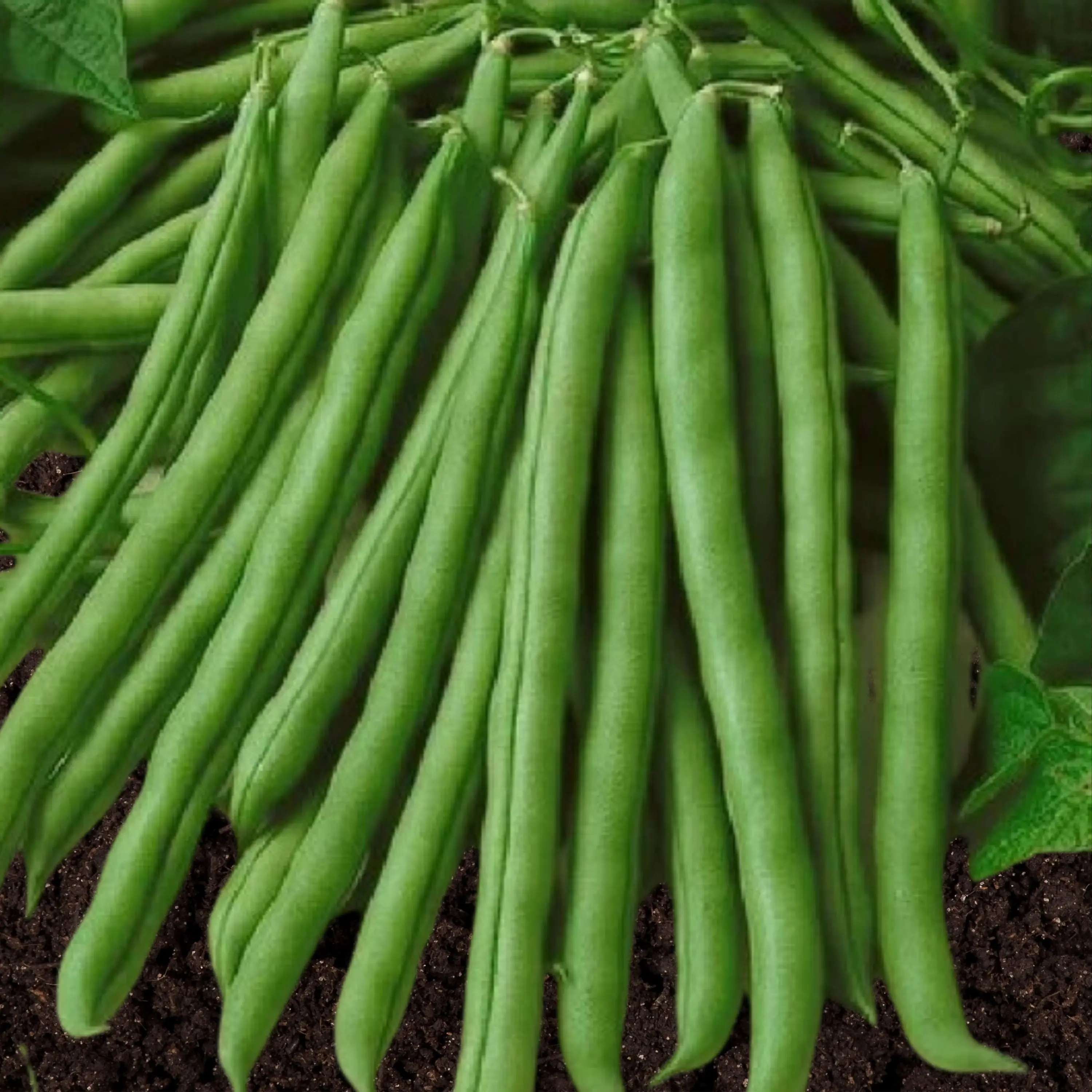 Heirloom Kentucky Wonder Pole Bean Seeds - Organic and Regenerative Gardening Seeds