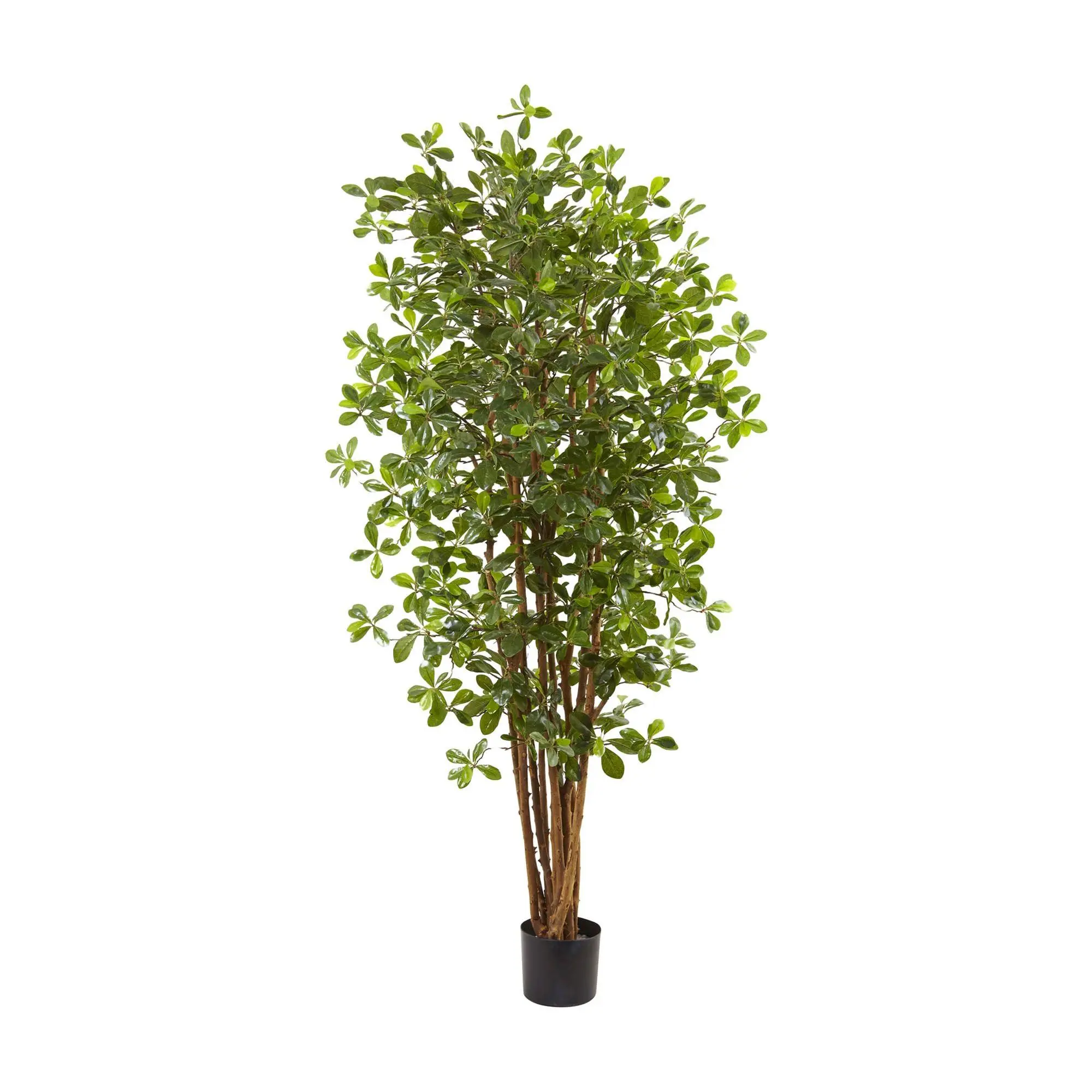 6' Black Olive Silk Tree by Nearly Natural