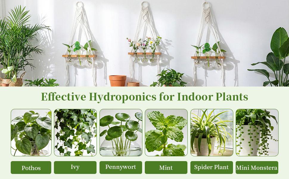 Glasseam Hanging Macrame Propagation Stations: Wall Window Glass Propagation Vases for Hydroponics Plants - Boho Decor Small Plant Terrarium Jars - Gifts for Women Mom Plants Lovers