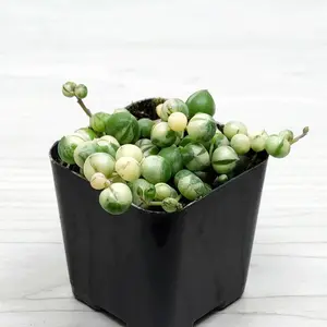 Succulent Plant - Senecio Rowleyanus Variegated String of Pearls - In 2" Pot