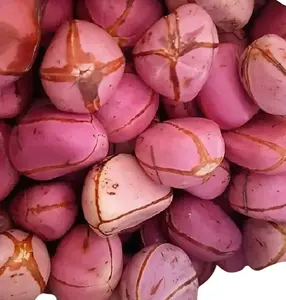 Kola Nuts (4-5 Lobe) Pre Order USA Arrival 1/11/26
