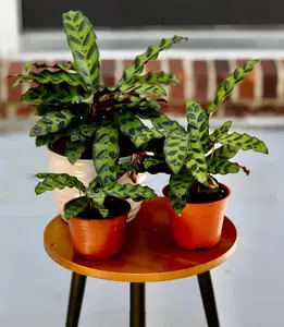 Live Calathea Lancifolia in a Nursery Pot - Air purifier Indoor plant - Low Light Houseplant