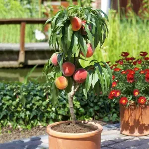 30 PCS Dwarf Peach Bonsai Seeds - GMO-Free and Compact for Small Gardens & Indoors
