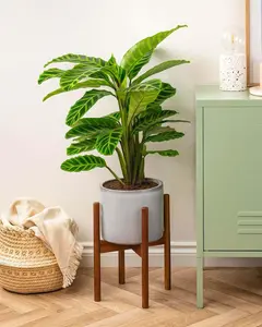 Calathea Zebrina Plant | Live Tropical Houseplant | Outdoor and Indoor Home & Office Decor | Easy Care Rooted in 6" Pot