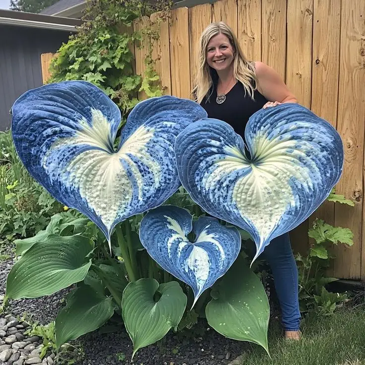 700PCS Rare Blue Hosta Seeds – Large Lush Leaves, Perennial & Easy to Grow – Perfect for Shade Gardens, Indoor & Outdoor Landscaping, Non-GMO & Pollin
