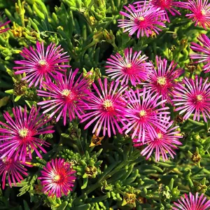 20 ICE PLANT Seeds (Delosperma Cooperi) Daisy Flower Hardy Ground Cover Plant