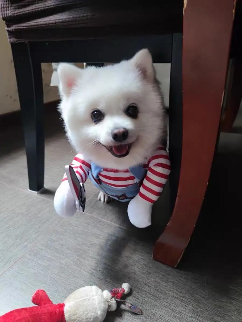 Funny Movie-Inspired Dog Costume Jumpsuit Comical Cosplay Outfit for Small Dogs