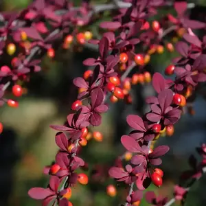Japanese Barberry Thunbergii Red Thunberg's Berberis Seeds 4 Pack x 15 Seeds Hardy Drought-Tolerant Garden