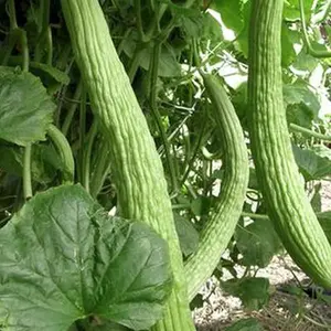 50 Metki Pale Green Armenian Yard Long Cucumber Seeds - 2 Grams for Early Season Gardening - Mild Flavor & Light Green Fruits - 68 Days Growth Period