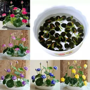 20 Varieties of Lotus Flower Seeds - Easy-to-Grow Mixed Color Water Lilies for Indoor & Outdoor Potted Gardens, Perfect for Spring Decor