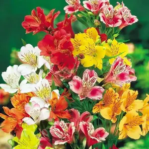 Peruvian Lily Mix (Alstroemeria) FLOWER SEEDS-Perennial