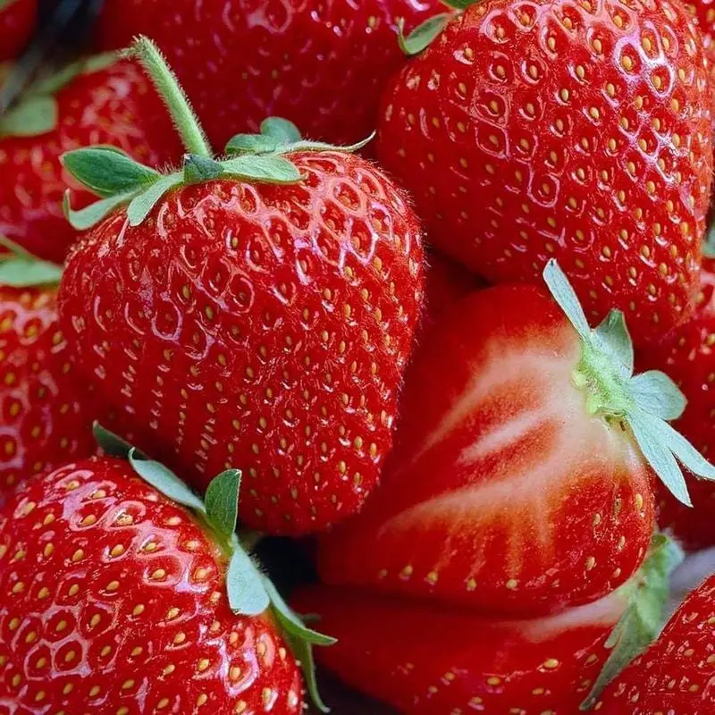 1000pcs Strawberry Seeds – Garden Strawberry Fruit Seeds for Backyard Garden Beds, Patio Containers, Balcony Planters and Home Garden Projects – Seeds Only, Not Live Plants