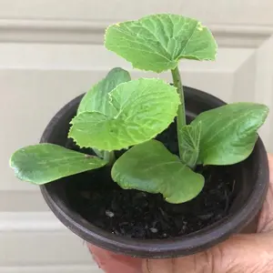 2 Zucchini live plants  in a 4”pot /Two type of Zucchini --green & yellow/ organically grown from non-GMO seed /a bush type