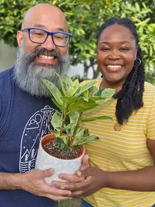Ficus 'Shivereana' Moonshine