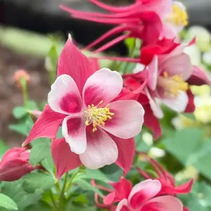 1000 Red & White Columbine Flower Seeds – Bicolor Blooms for Shade Gardens & Pollinators