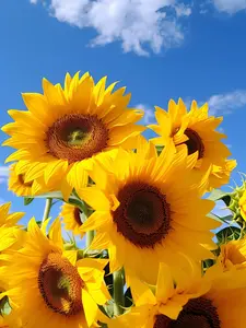 Tall Sunflower Seeds (80+ pcs) – Towering Blooms for a Bold Garden Statement