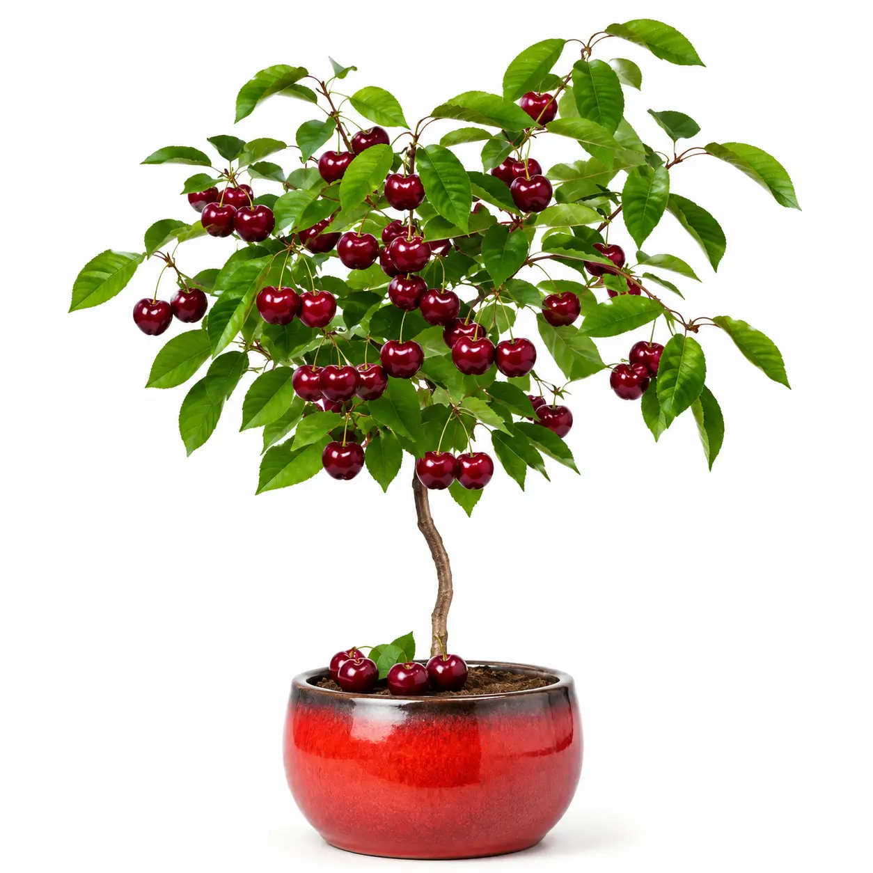 Dwarf Cherry Tree Seeds – Grow Your Own Fruiting Cherry Tree – Indoor & Outdoor Growing