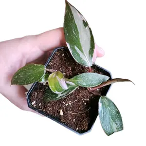 Baby Pink Princess Philodendron Plant