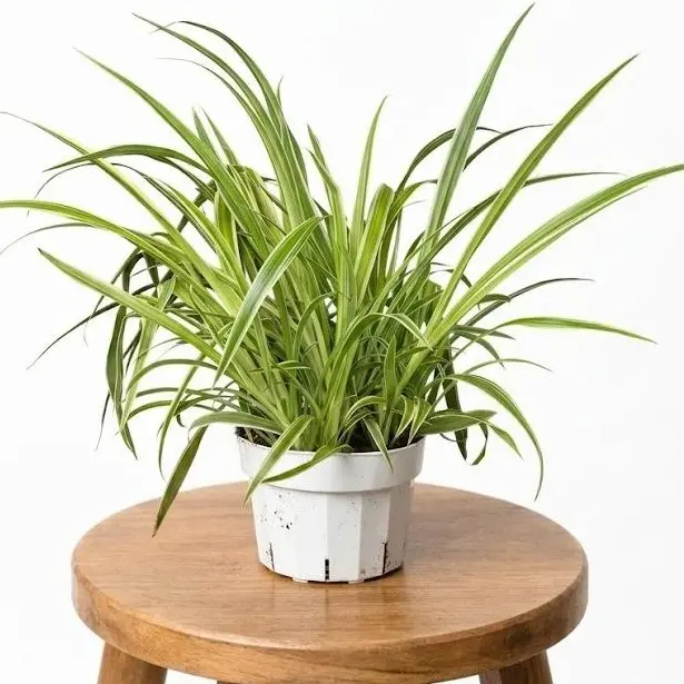 6" Spider Plant 'Ocean', Pet Friendly Easy Care Plant, Bright Light Loving  - TikTok Shop