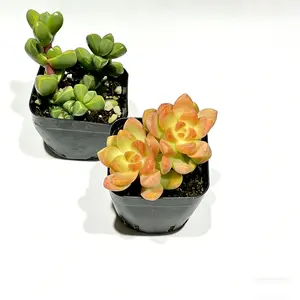 2 Inch Succulent Pair: Corpuscularia Lehmannii Ice Plant Angular Blue Green Foliage and Sedum Adolphi Golden Glow Vibrant Yellow Orange Rosettes Sun Loving Textural Combo
