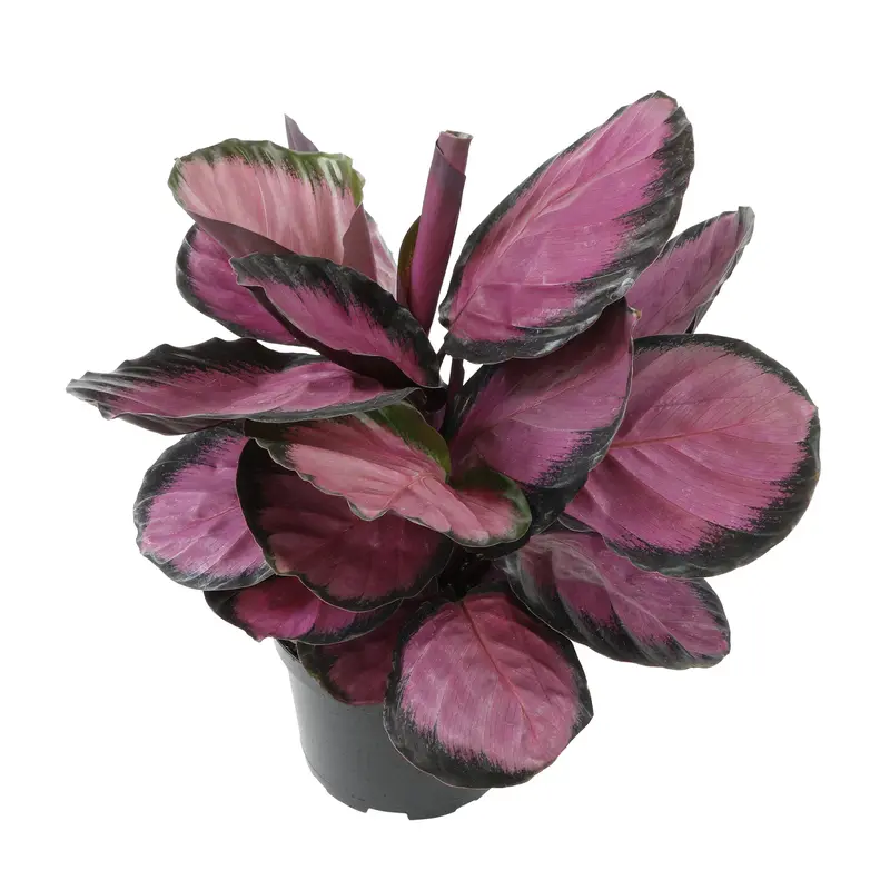 corn plant poisonous to cats - TikTok Shop