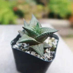 Haworthia veneosa tessellata Haworthia veneosa tessellata
