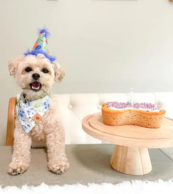 Dog Birthday Cake Kit