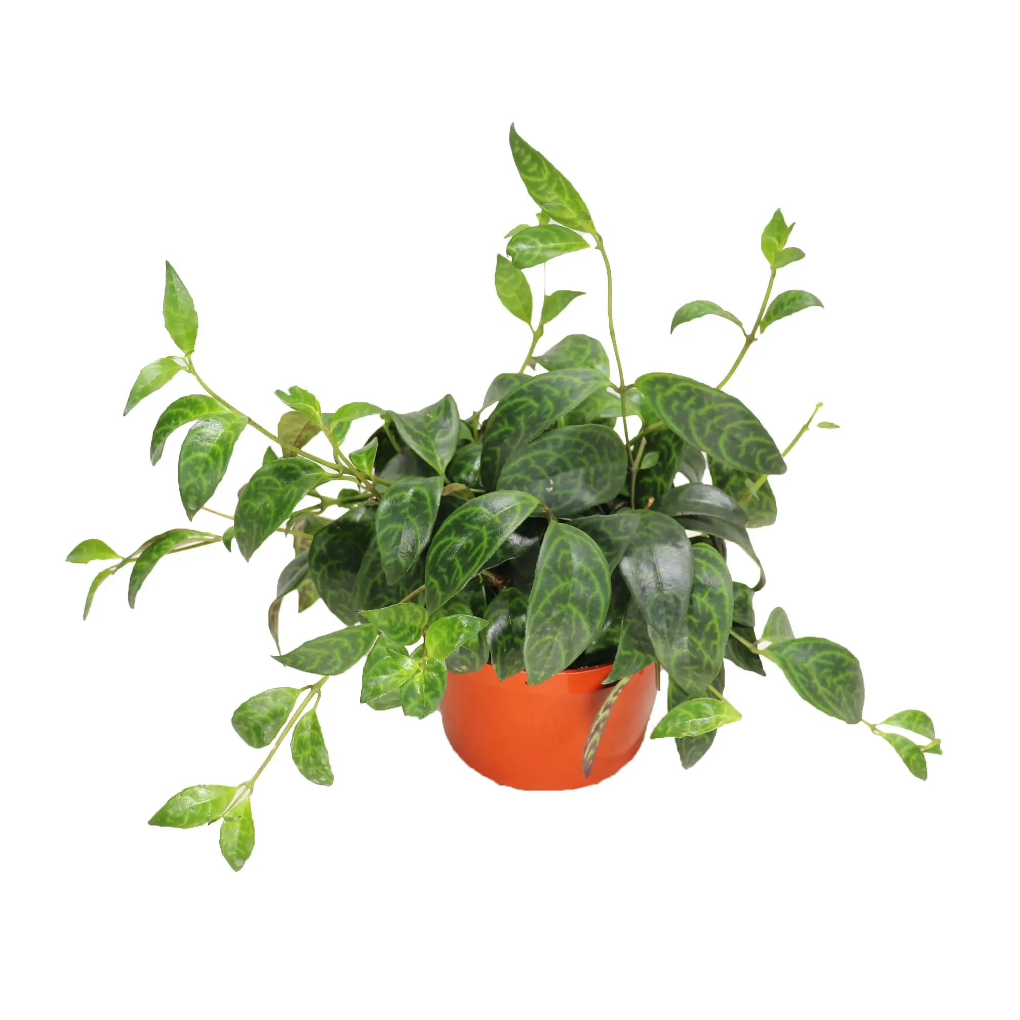 Black Pagoda (Lipstick plant) - 6'' from California Tropicals