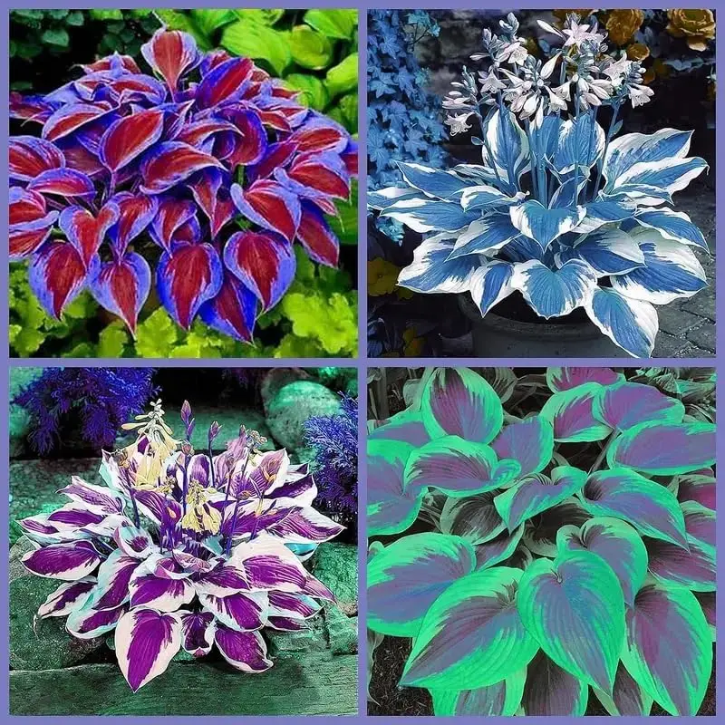 800 Pcs Mixed Hosta Plants - Ideal Perennials for Gorgeous Garden Ground Cover and Landscaping