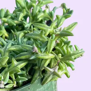 4” String of Dolphins