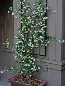 Live Confederate Jasmine Plant with Fragrant White Flowers, Star Jasmine Plant, Plant Pot for Home and Garden Decor, 6" Pot