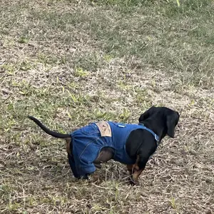 Dog Denim Jumpsuit Costumes Cat Pet Jean Overalls Clothes For Yorkie Bulldog dog denim overalls,2025 trendy pet denim vests, dog clothes Outfits Outdoor