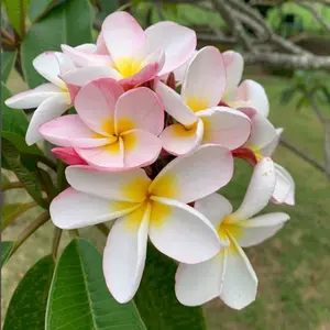 Plumeria cutting name white rain 8-12 inch