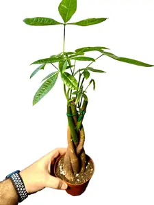 4" XL Pachira Aquatica Braided (Money Tree), Pet Friendly, Live Houseplant, Indoor Plant