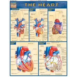 Heart QuickStudy Laminated Reference Guide (QuickStudy Academic) Pamphlet – March 1, 2001