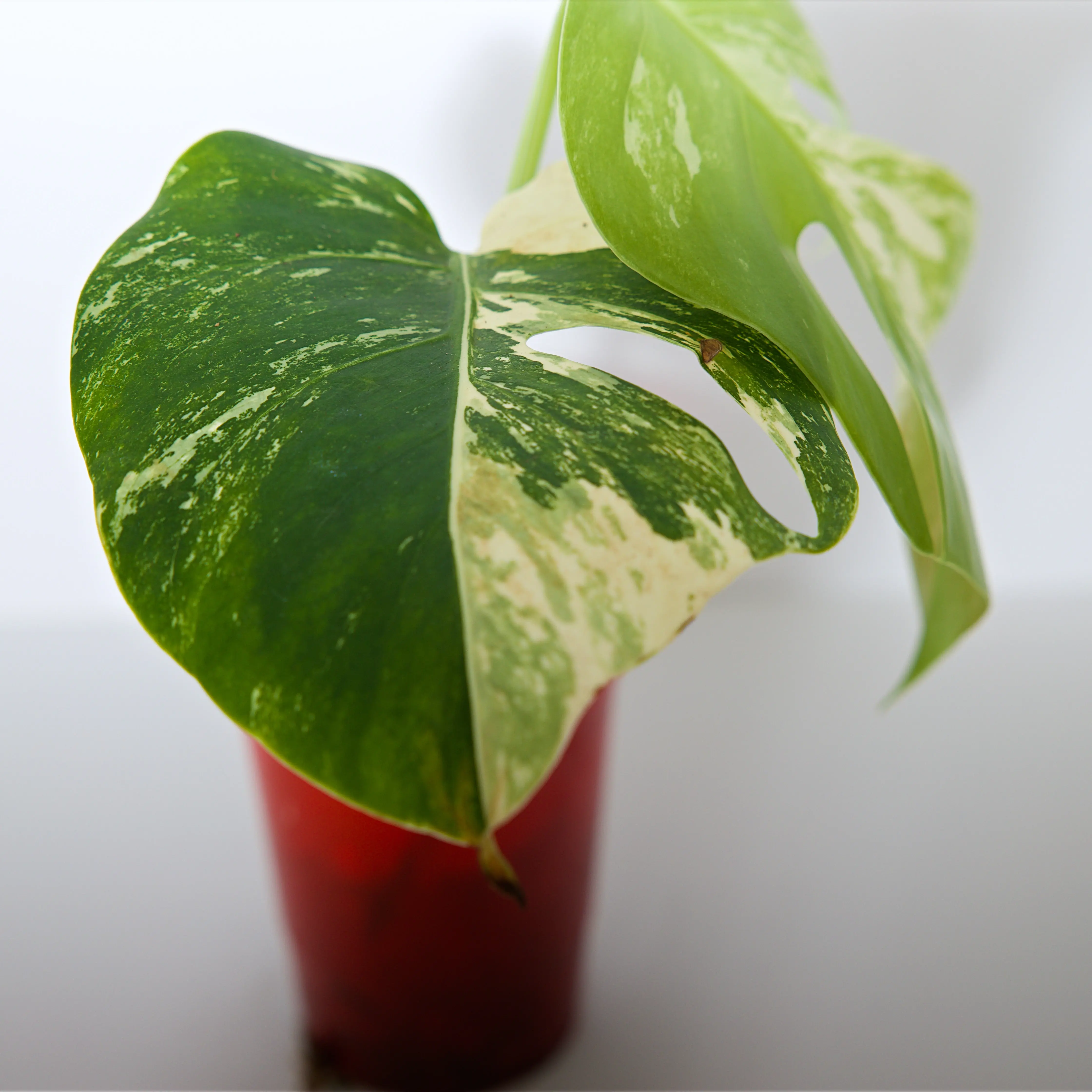 Variegated Rooted Monstera Deliciosa Albo tropical plants