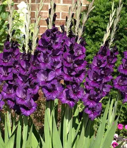 Gladiolus Bulbs - Purple Flora