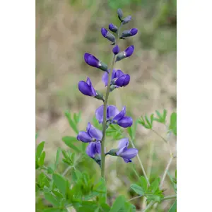 Wild Blue Indigo