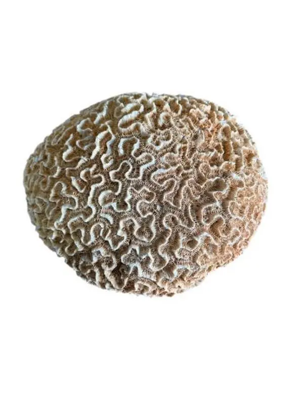 Ota San Lazaro Piedras Stone Nanu Nana Buruku Babaluaye ifa santeria Santo Decor Ornaments