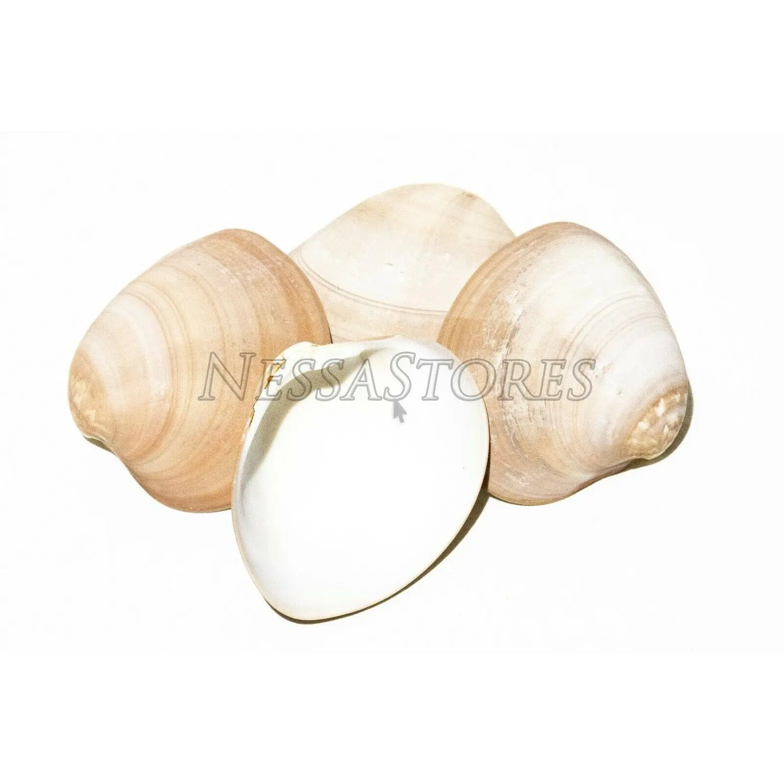 Brown Clam Sea Shell Beach Craft Scallop 3" - 4" (4 PCS ) #JC-076