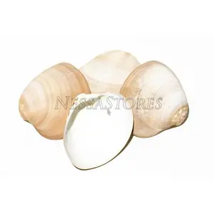 Brown Clam Sea Shell Beach Craft Scallop 3" - 4" (4 PCS ) #JC-076